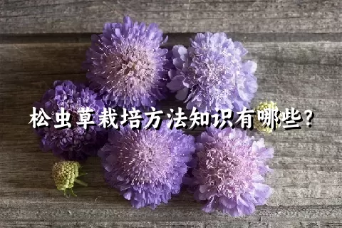 松虫草栽培方法知识有哪些？