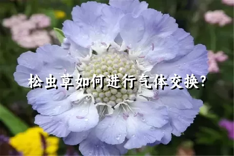 松虫草如何进行气体交换？