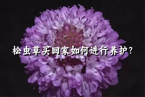 松虫草买回家如何进行养护？