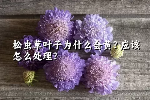 松虫草叶子为什么会黄？应该怎么处理？