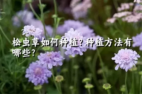 松虫草如何种植？种植方法有哪些？