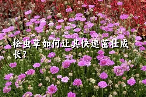 松虫草如何让其快速茁壮成长？