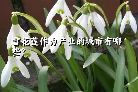 雪花莲作为产业的城市有哪些？