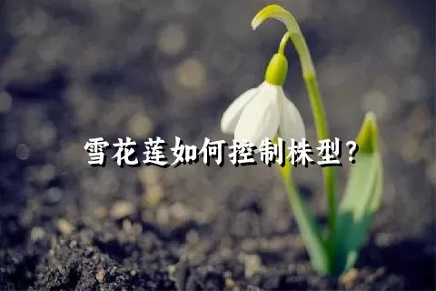 雪花莲如何控制株型？