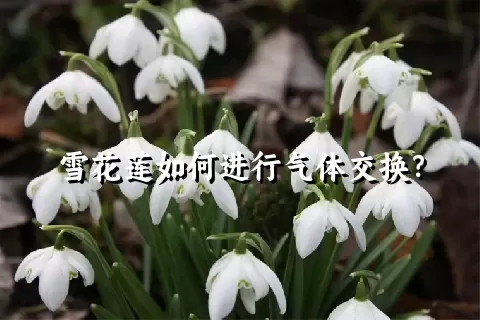 雪花莲如何进行气体交换？