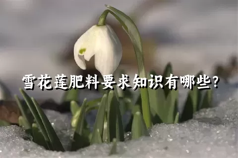 雪花莲肥料要求知识有哪些？
