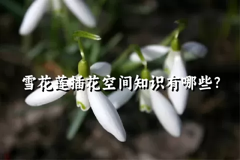 雪花莲插花空间知识有哪些？