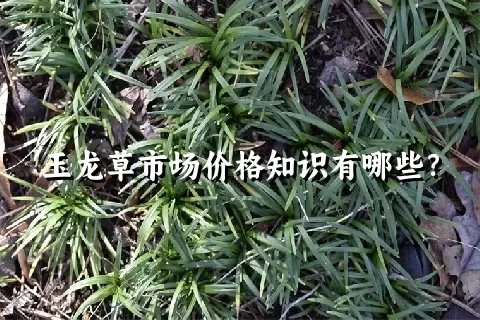 玉龙草市场价格知识有哪些？