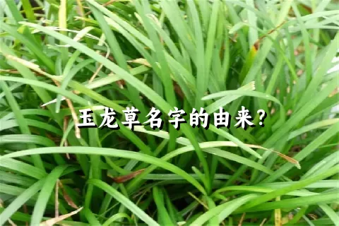 玉龙草名字的由来？