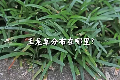 玉龙草分布在哪里?