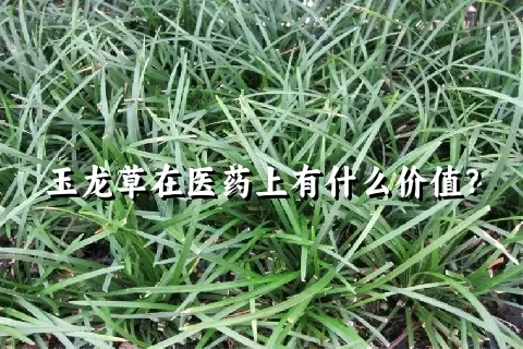 玉龙草在医药上有什么价值？