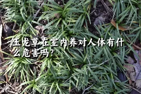 玉龙草在室内养对人体有什么危害吗？