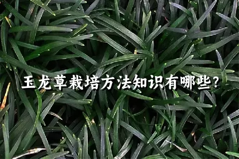 玉龙草栽培方法知识有哪些？