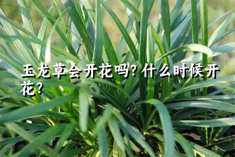 玉龙草会开花吗？什么时候开花？