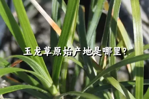玉龙草原始产地是哪里？