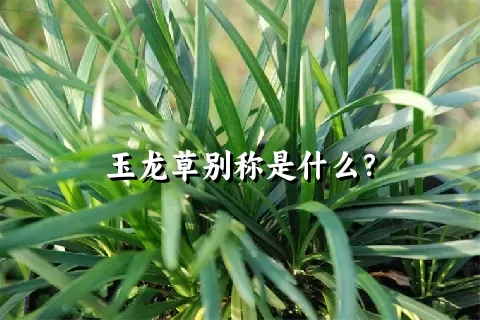玉龙草别称是什么？