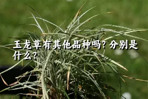 玉龙草有其他品种吗？分别是什么？