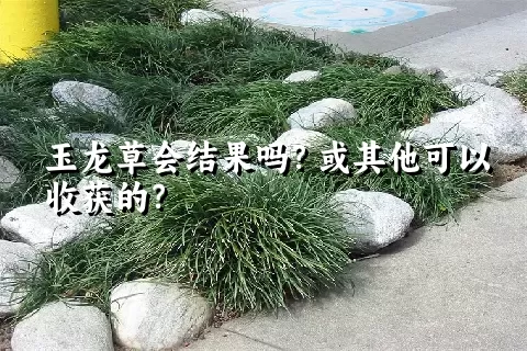 玉龙草会结果吗？或其他可以收获的？
