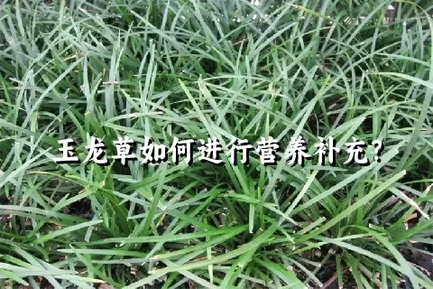 玉龙草如何进行营养补充？