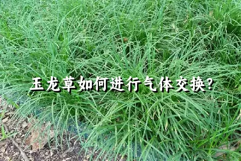 玉龙草如何进行气体交换？