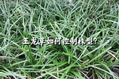 玉龙草如何控制株型？