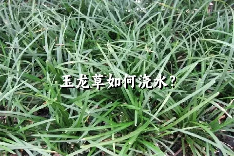 玉龙草如何浇水？