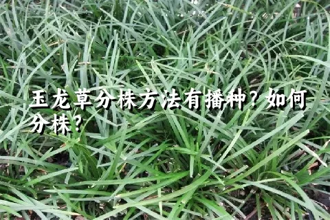 玉龙草分株方法有播种？如何分株？