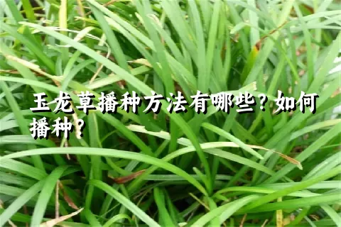 玉龙草播种方法有哪些？如何播种？