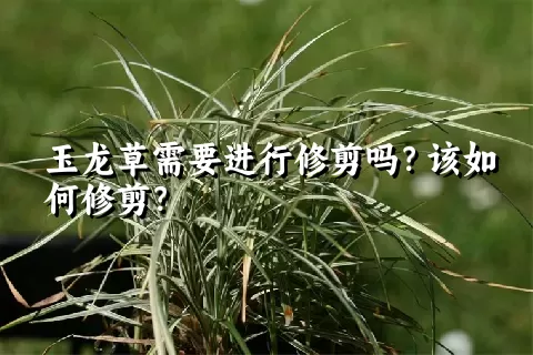 玉龙草需要进行修剪吗？该如何修剪？