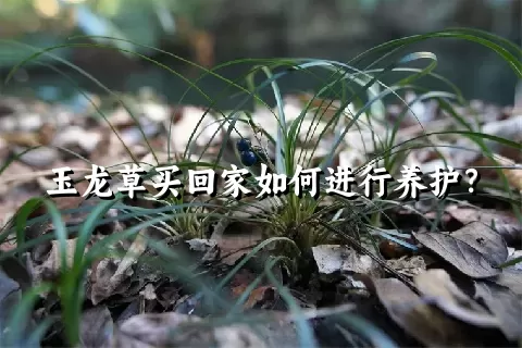 玉龙草买回家如何进行养护？