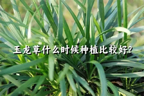 玉龙草什么时候种植比较好？