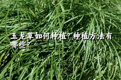 玉龙草如何种植？种植方法有哪些？