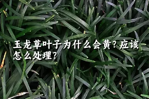 玉龙草叶子为什么会黄？应该怎么处理？