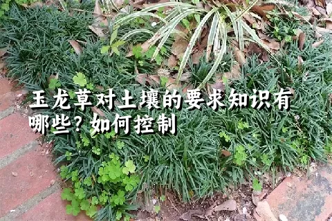 玉龙草对土壤的要求知识有哪些？如何控制