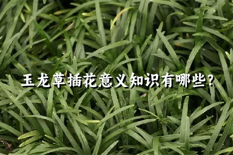 玉龙草插花意义知识有哪些？