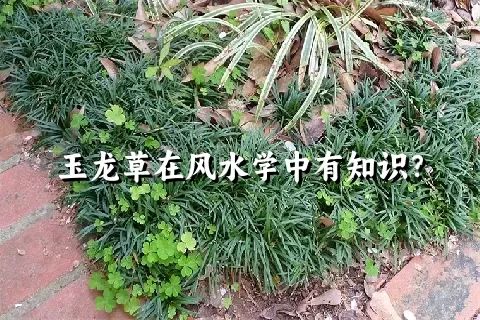 玉龙草在风水学中有知识？