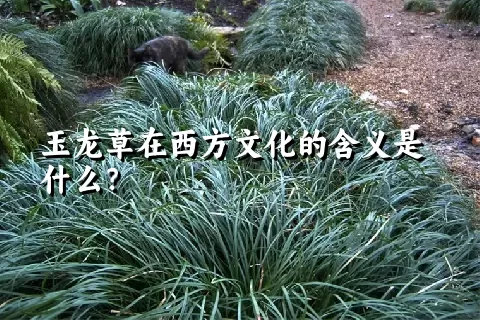 玉龙草在西方文化的含义是什么？