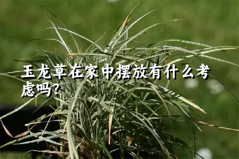 玉龙草在家中摆放有什么考虑吗？
