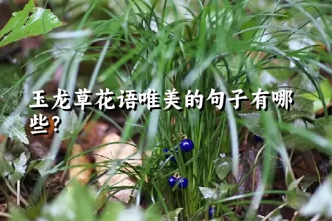 玉龙草花语唯美的句子有哪些？