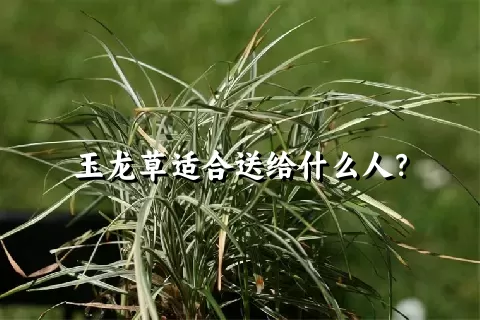 玉龙草适合送给什么人？