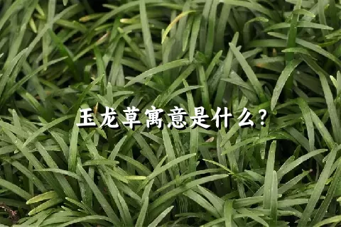 玉龙草寓意是什么？