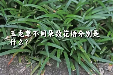 玉龙草不同朵数花语分别是什么？