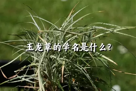 玉龙草的学名是什么？