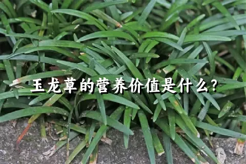玉龙草的营养价值是什么？