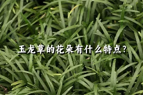 玉龙草的花朵有什么特点？
