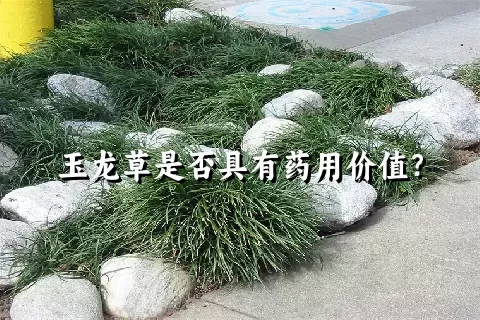 玉龙草是否具有药用价值？