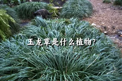 玉龙草是什么植物？
