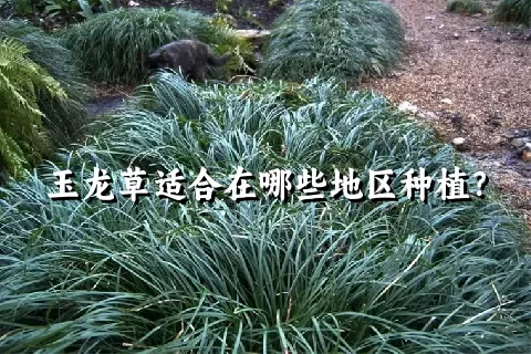 玉龙草适合在哪些地区种植？