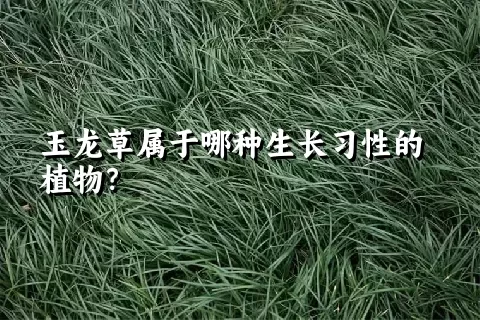 玉龙草属于哪种生长习性的植物？