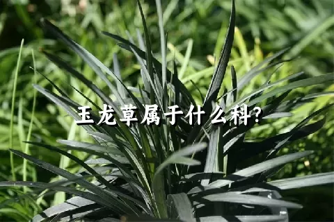 玉龙草属于什么科？